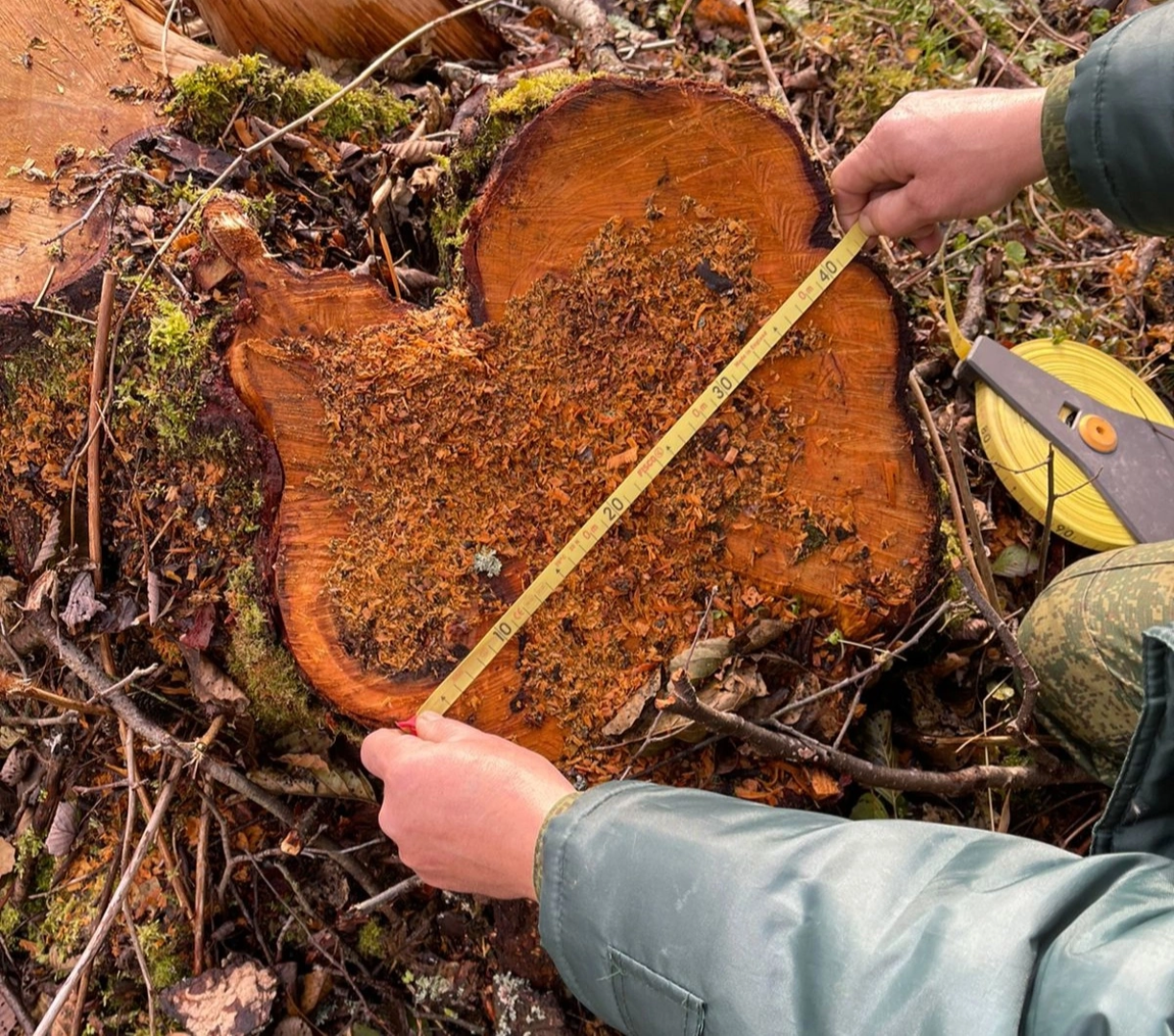 спил деревьев