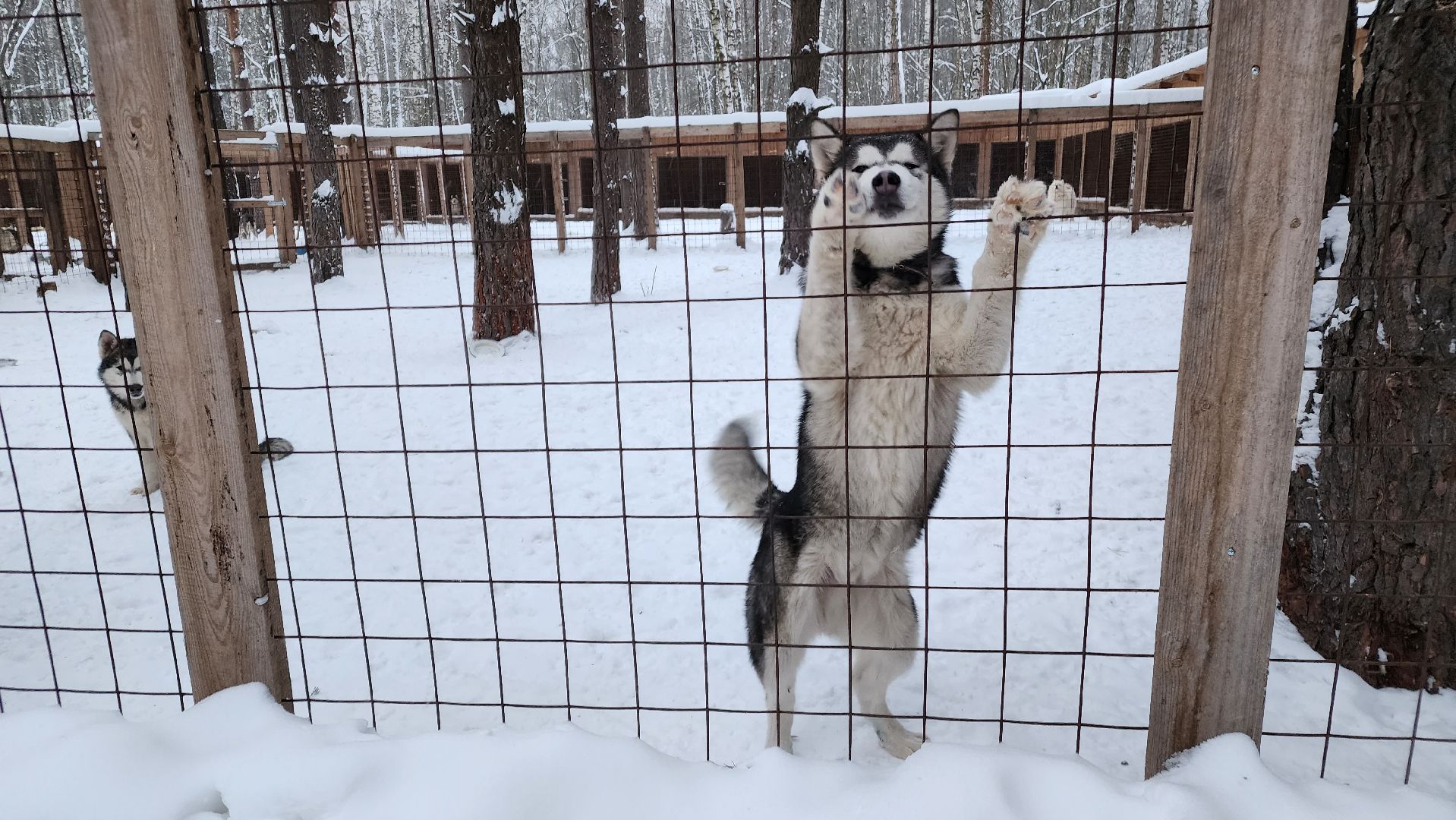 скиджоринг