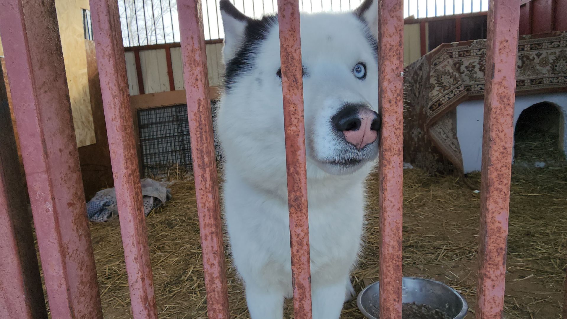 Собаки