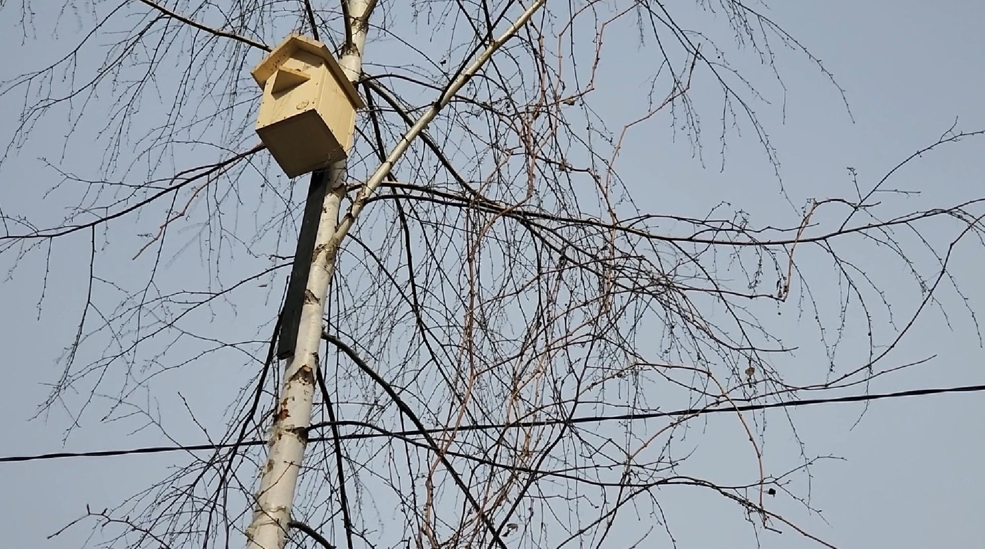Кинолог