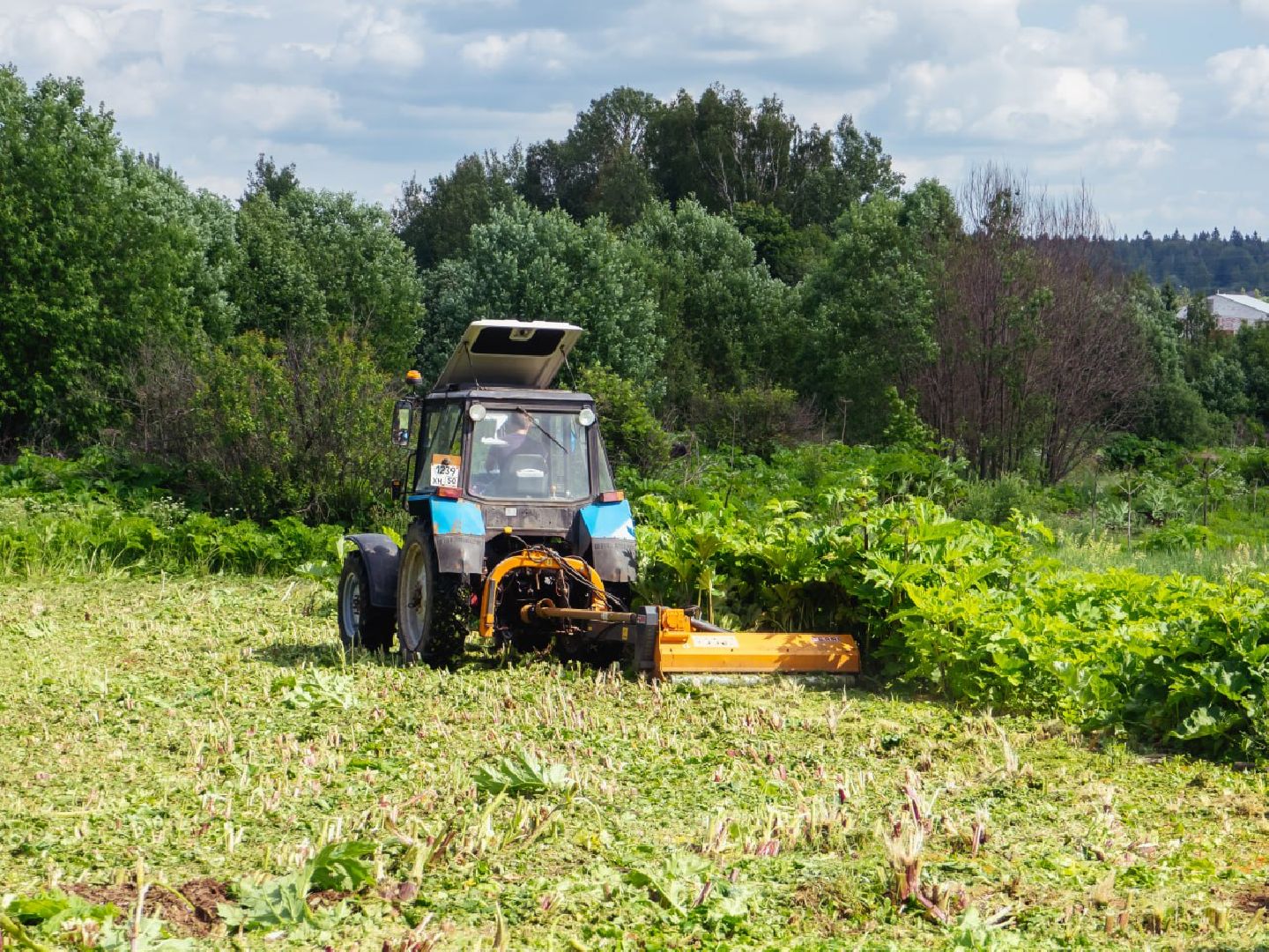 борьба с борщевиком