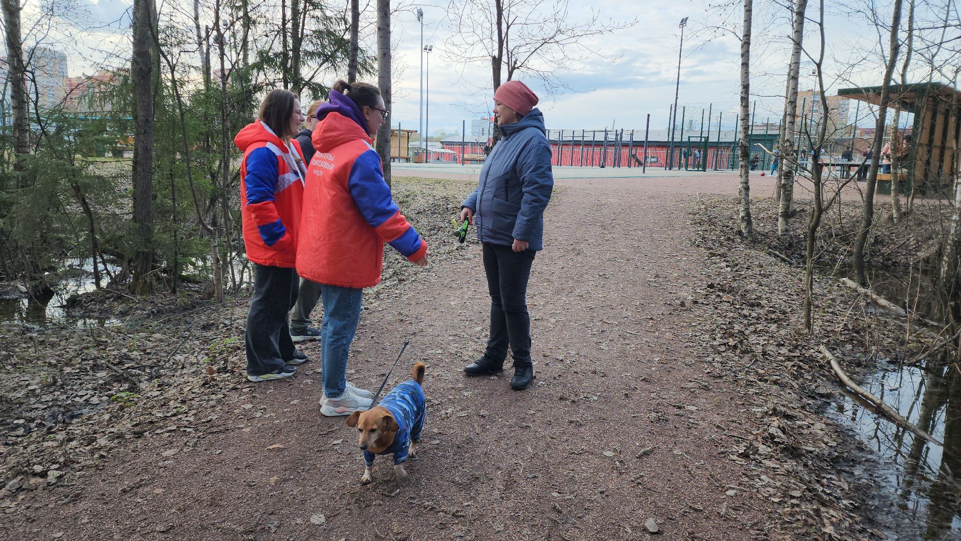 Собаки