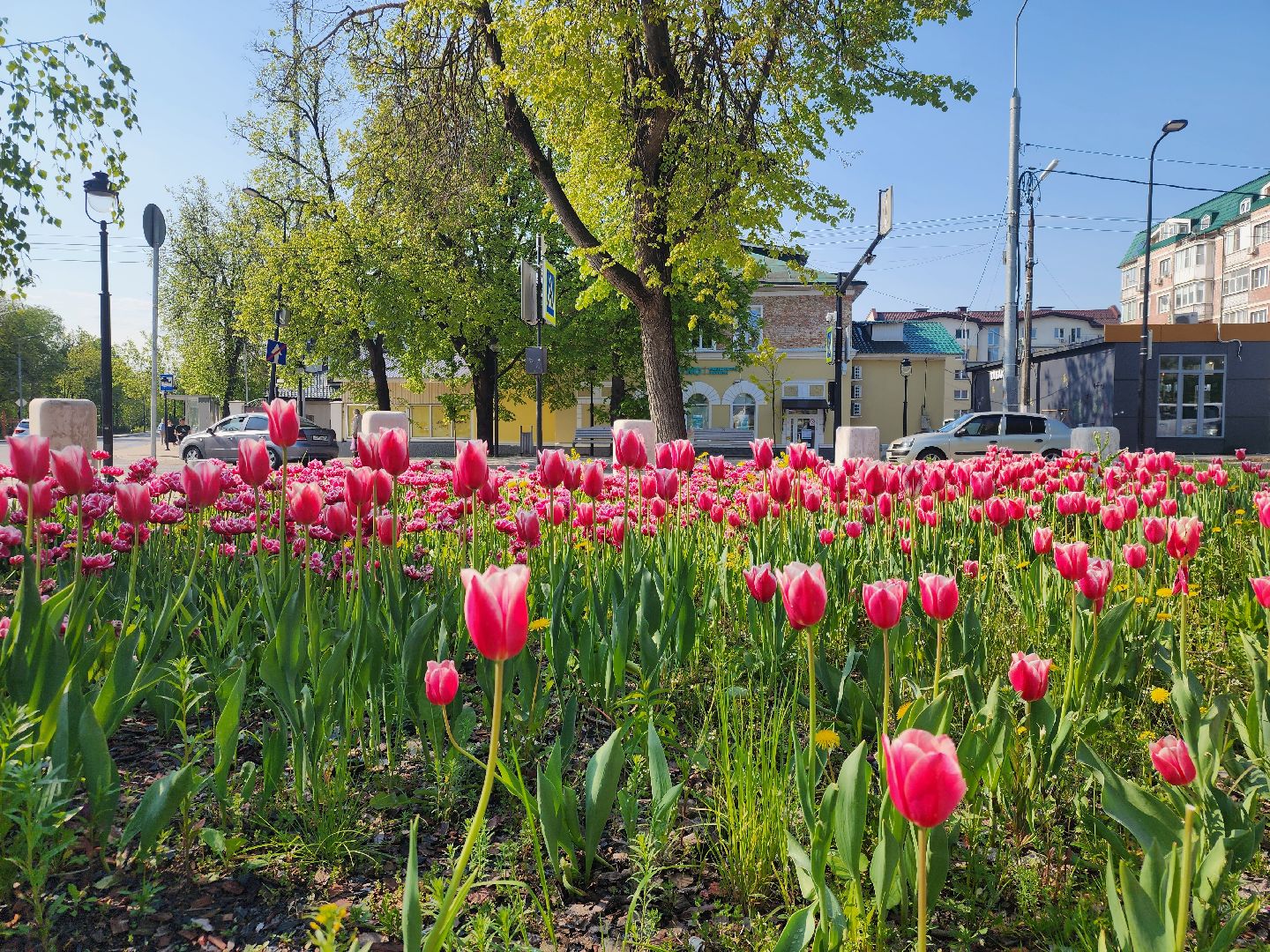 озеленение