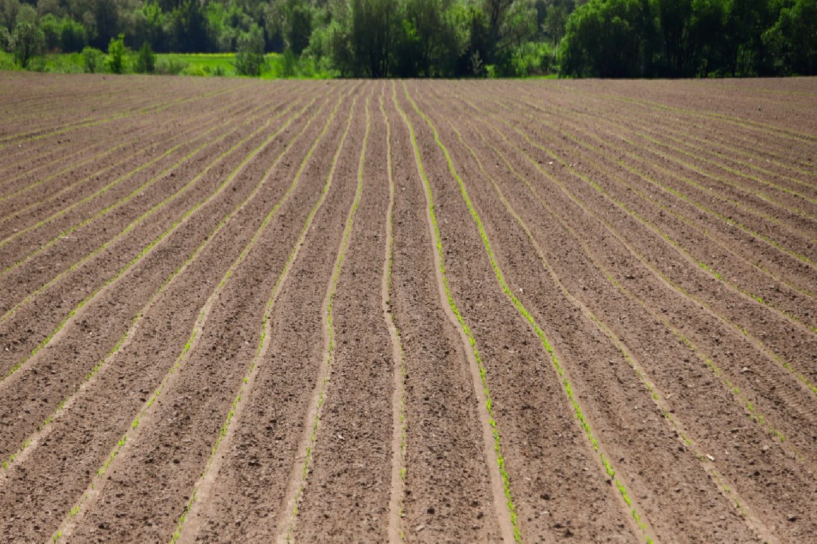 сельское хозяйство