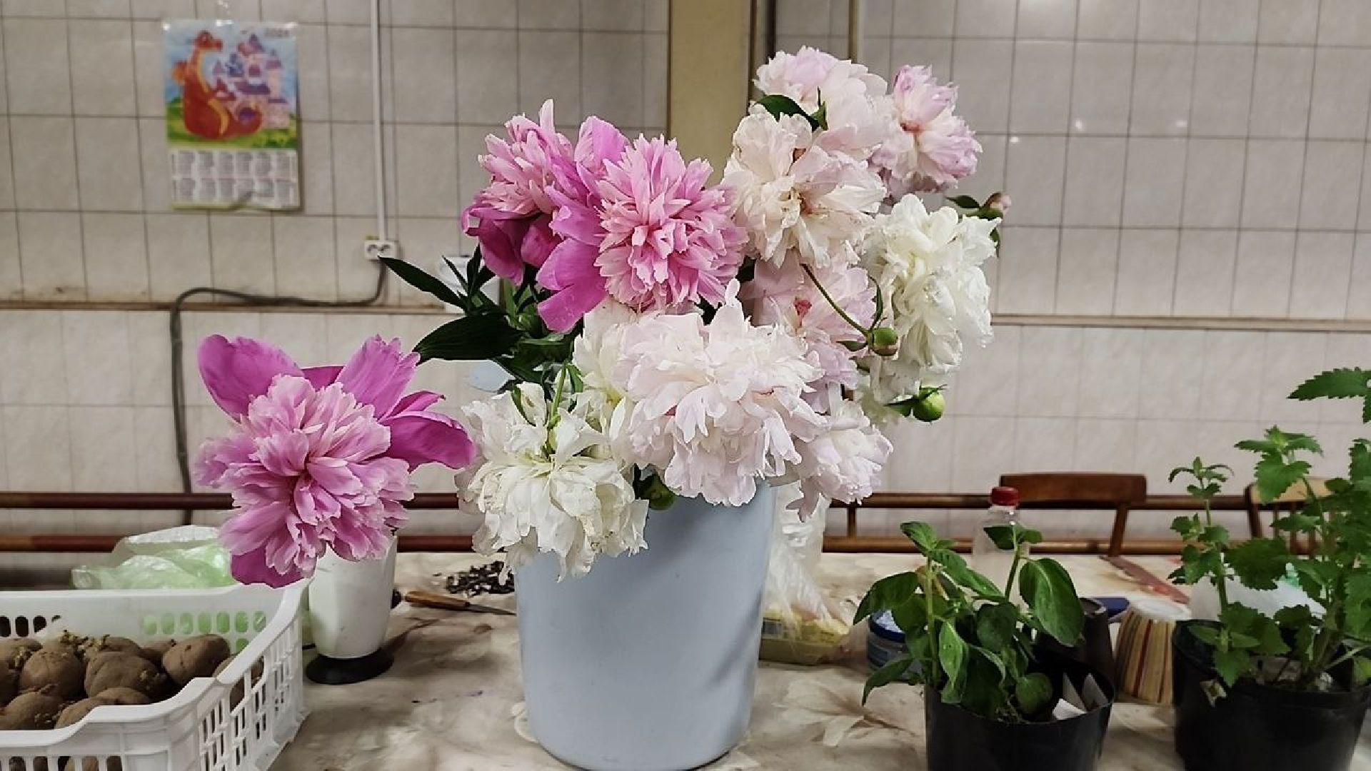 пенсионеры