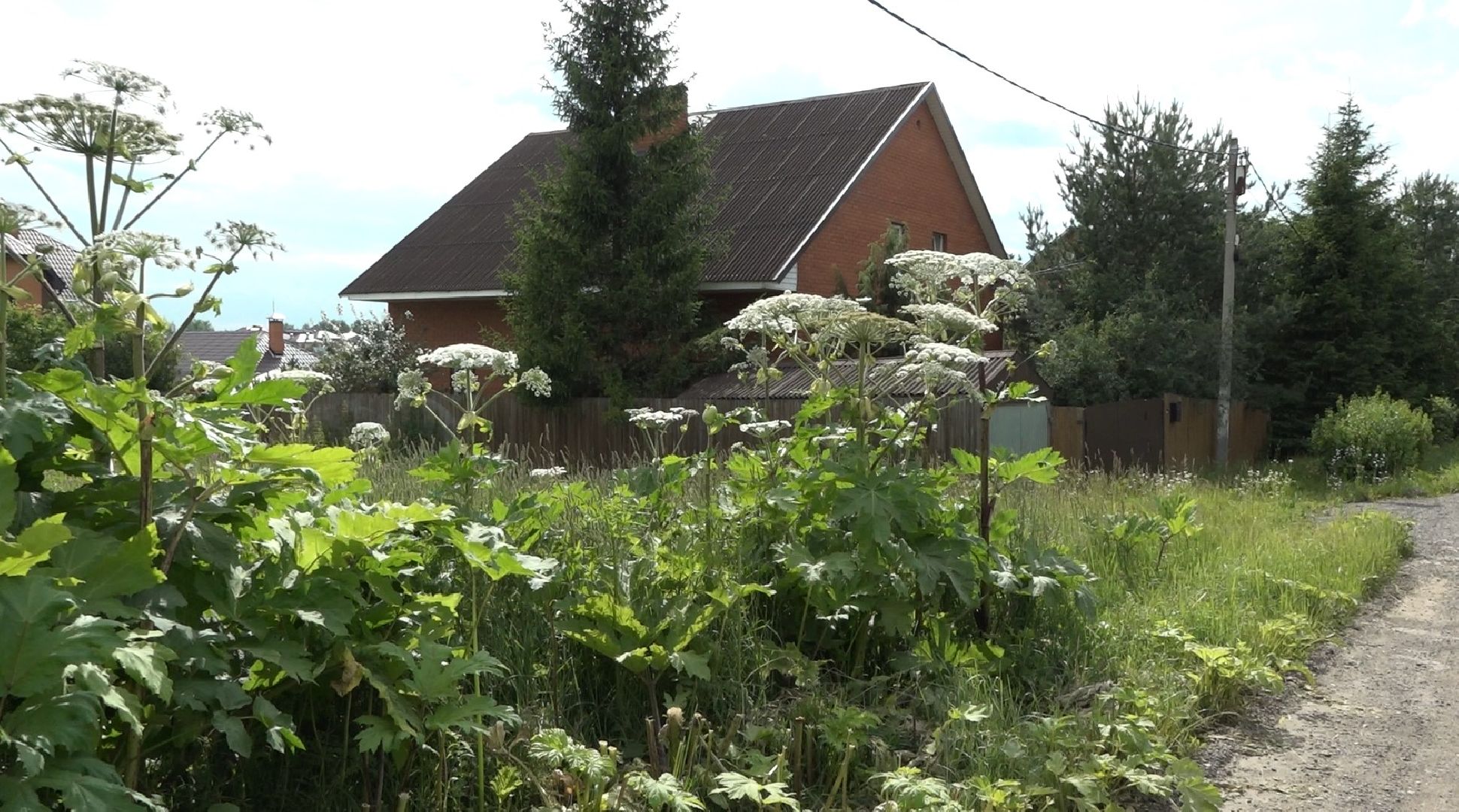 борьба с борщевиком