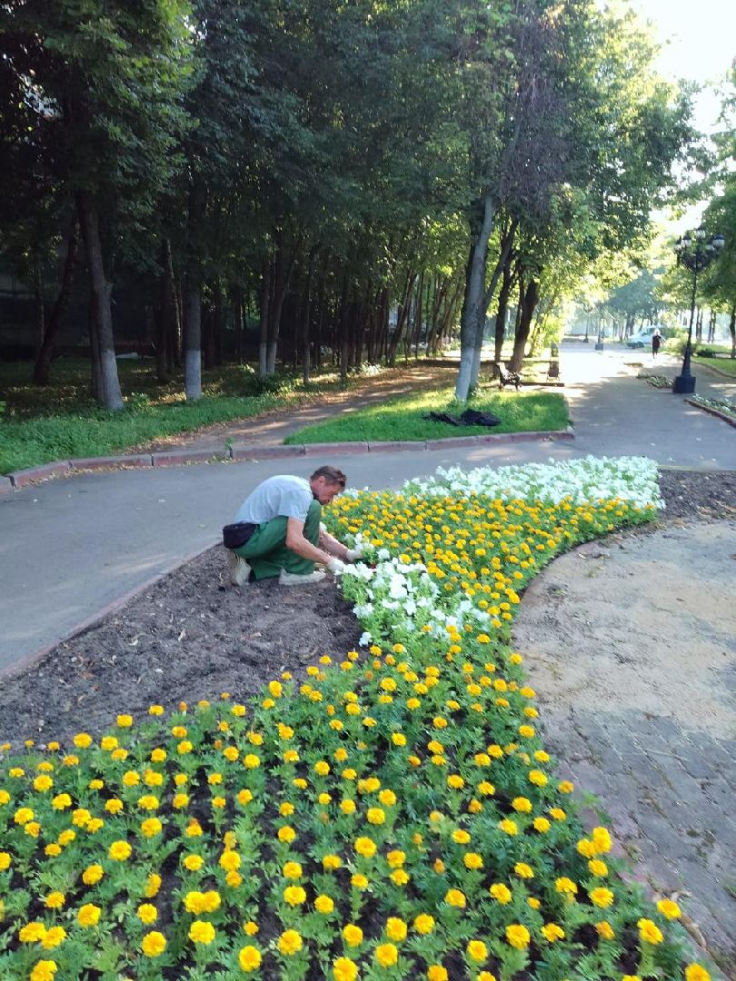 озеленение города