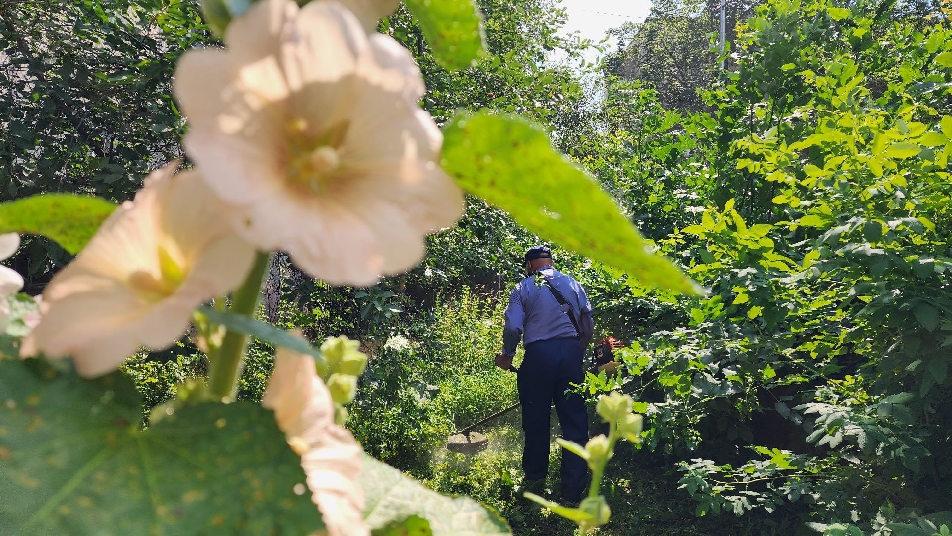 покос травы