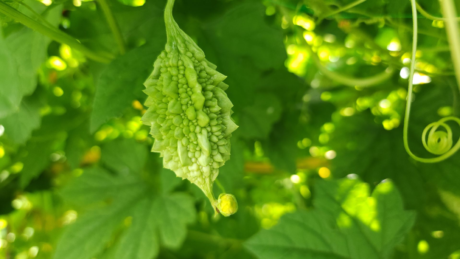 старая купавна