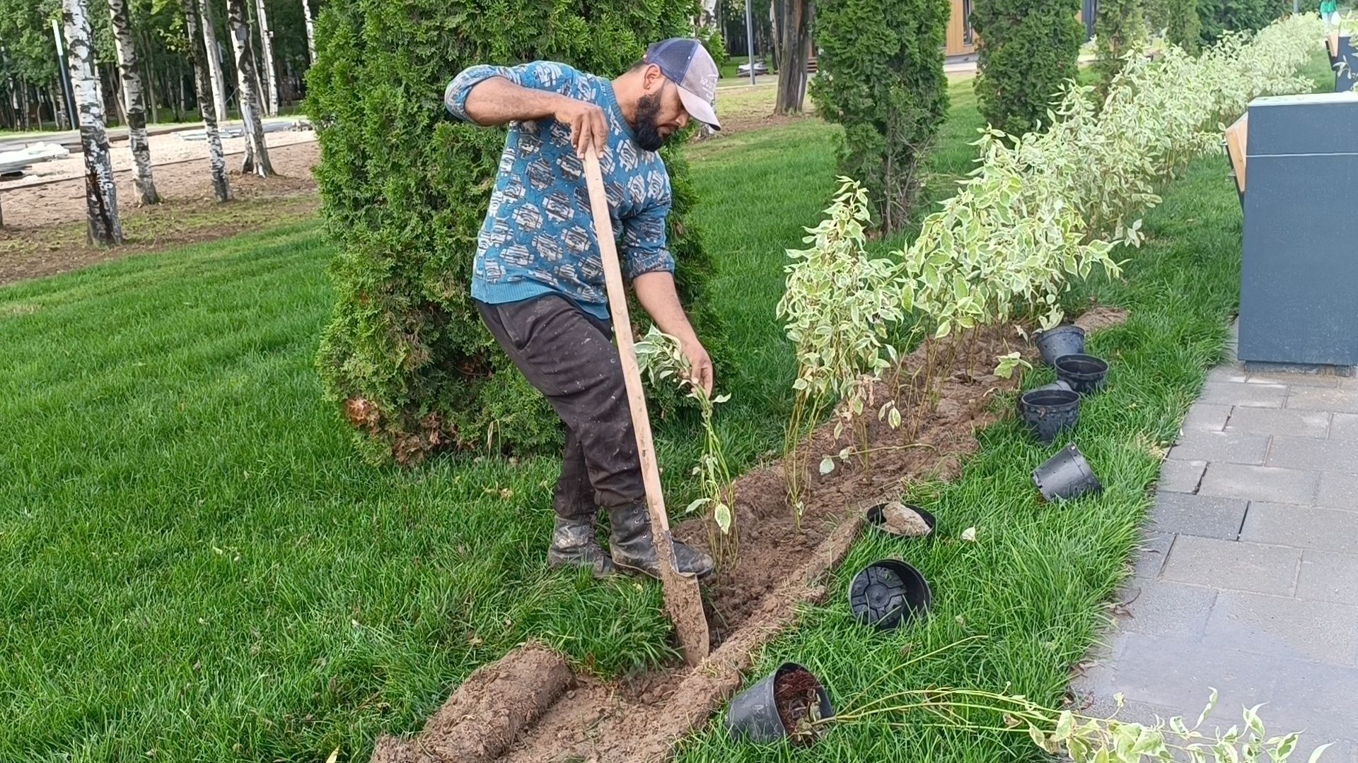 озеленение