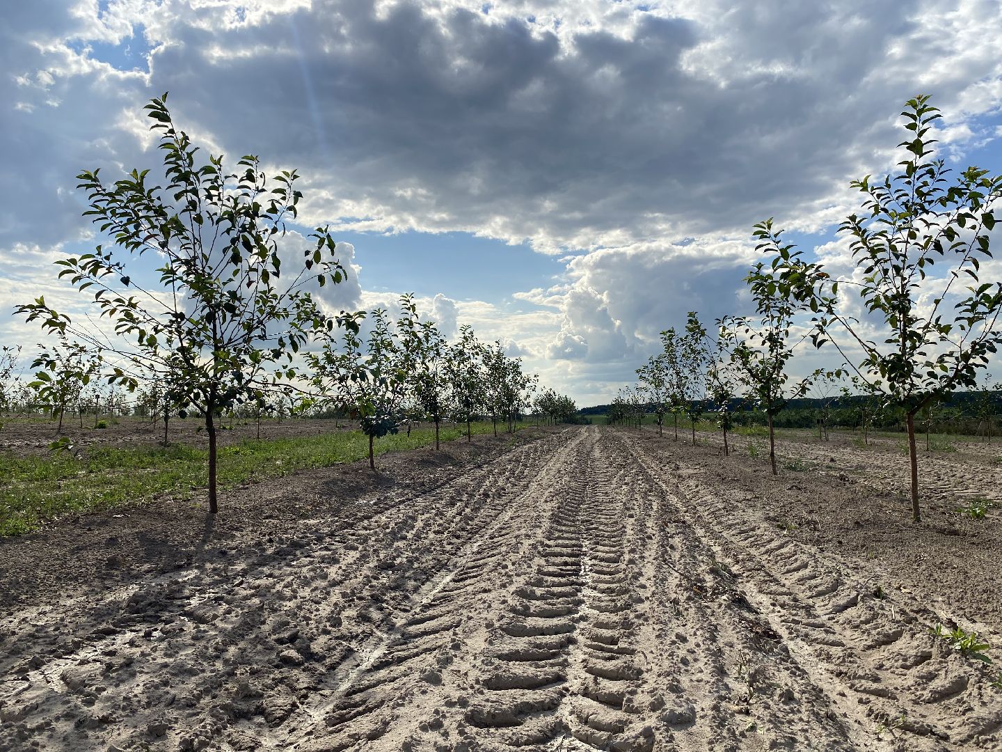 сельское хозяйство
