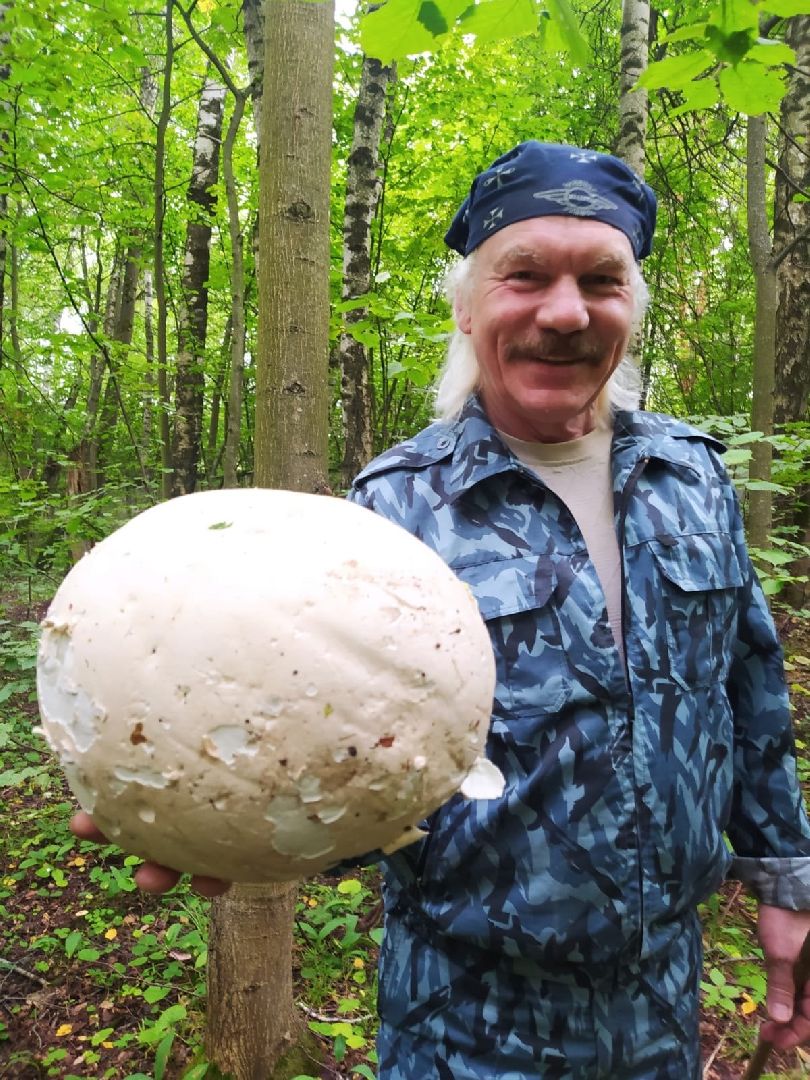 грибы