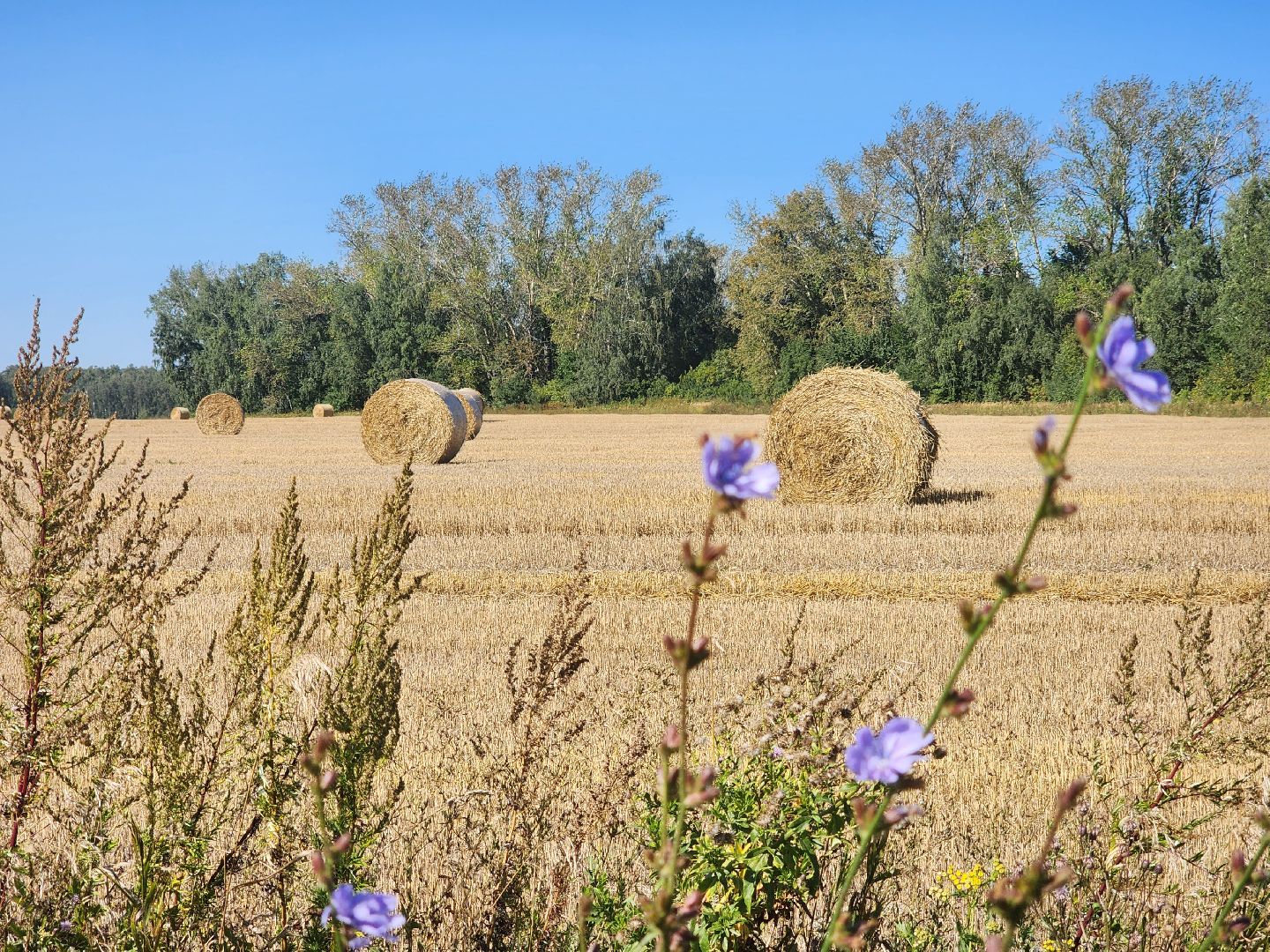 сельское хозяйство