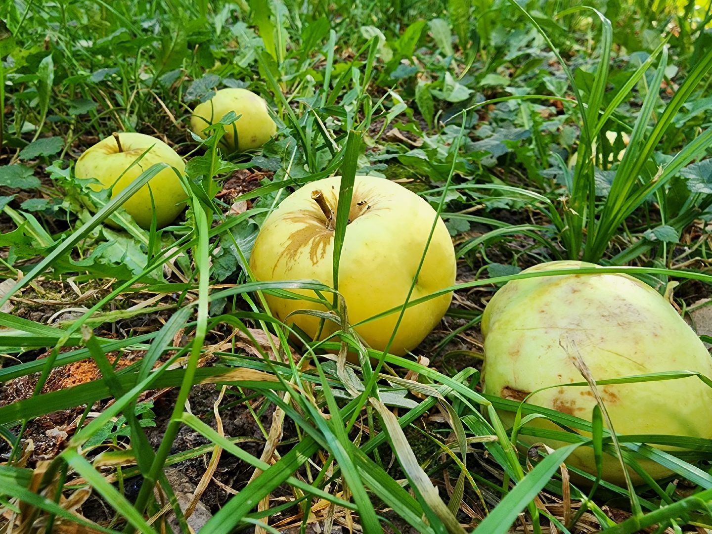 сельхоз