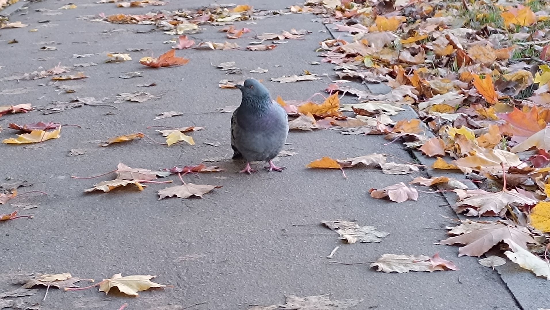 ремонт двора