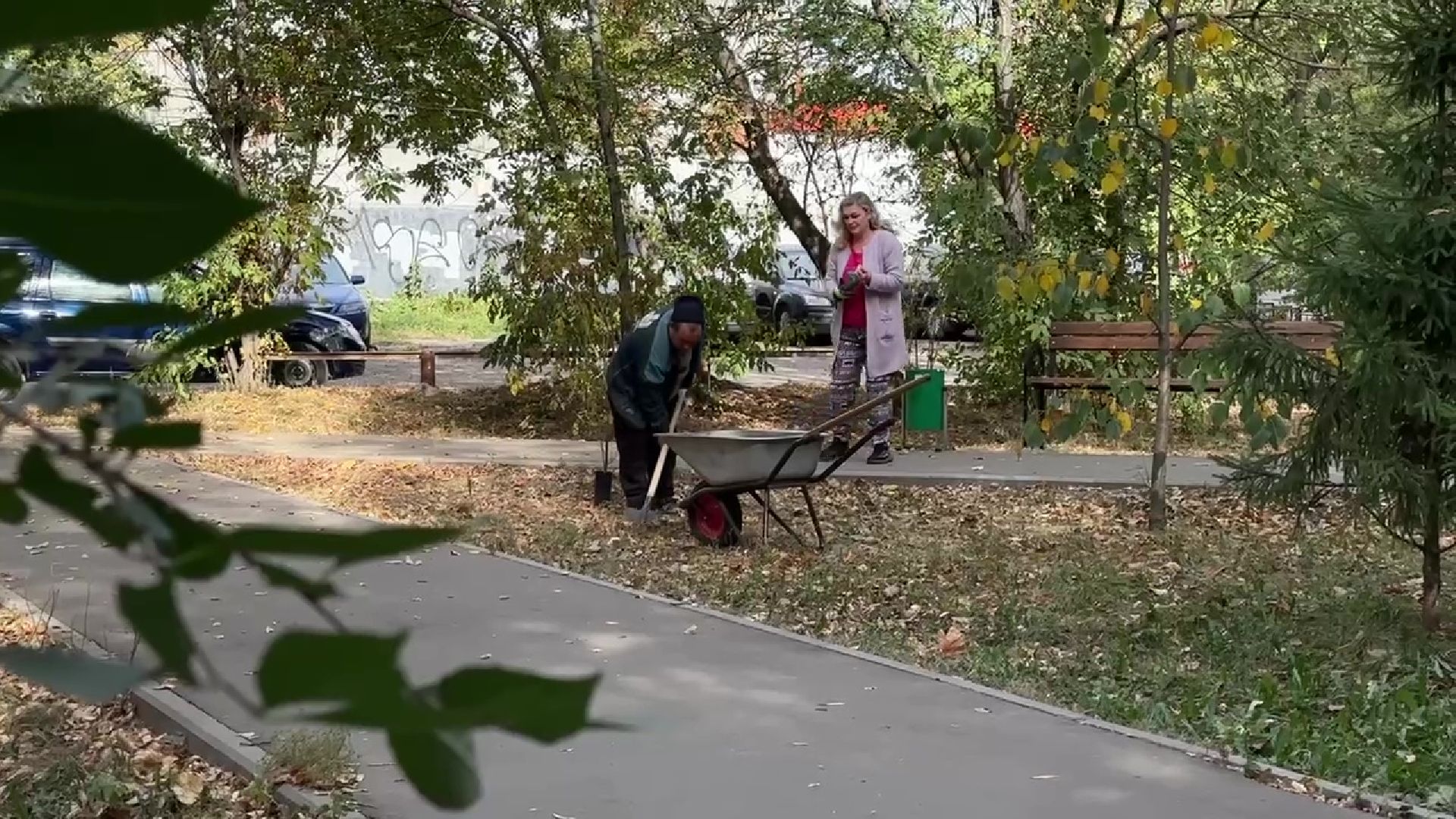 кустарники