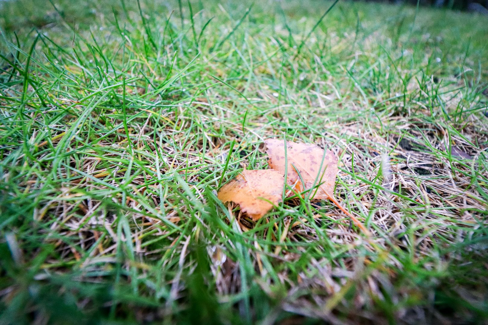 Уборка листвы