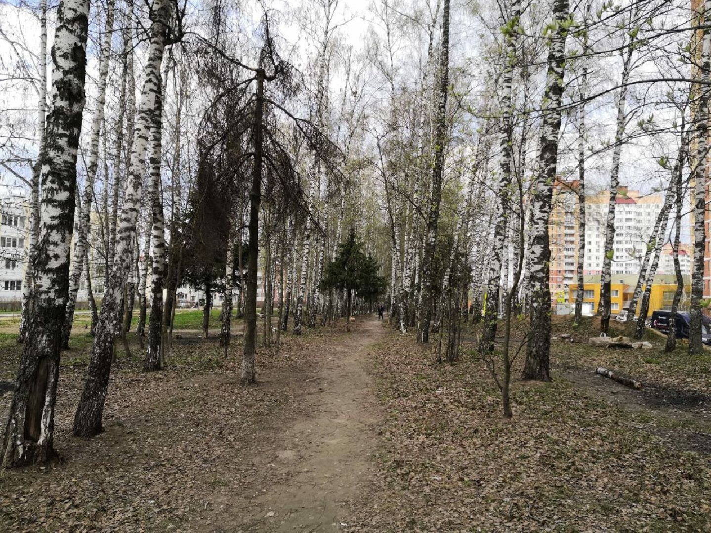 берёзовая роща
