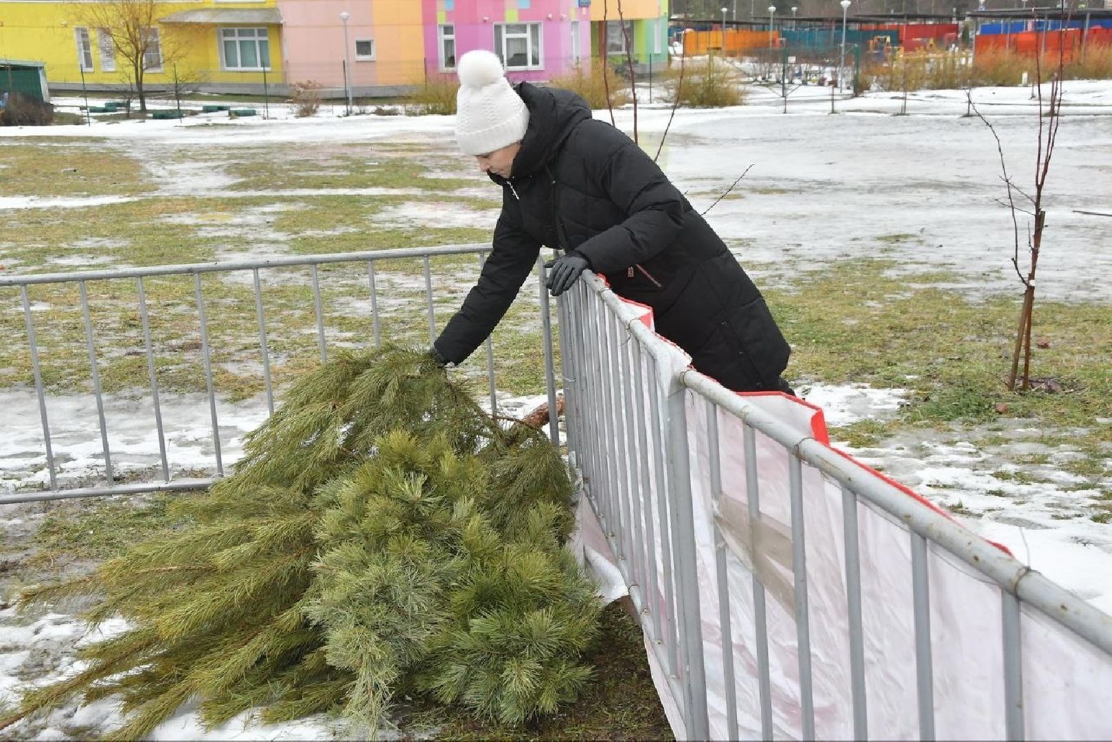 деревья