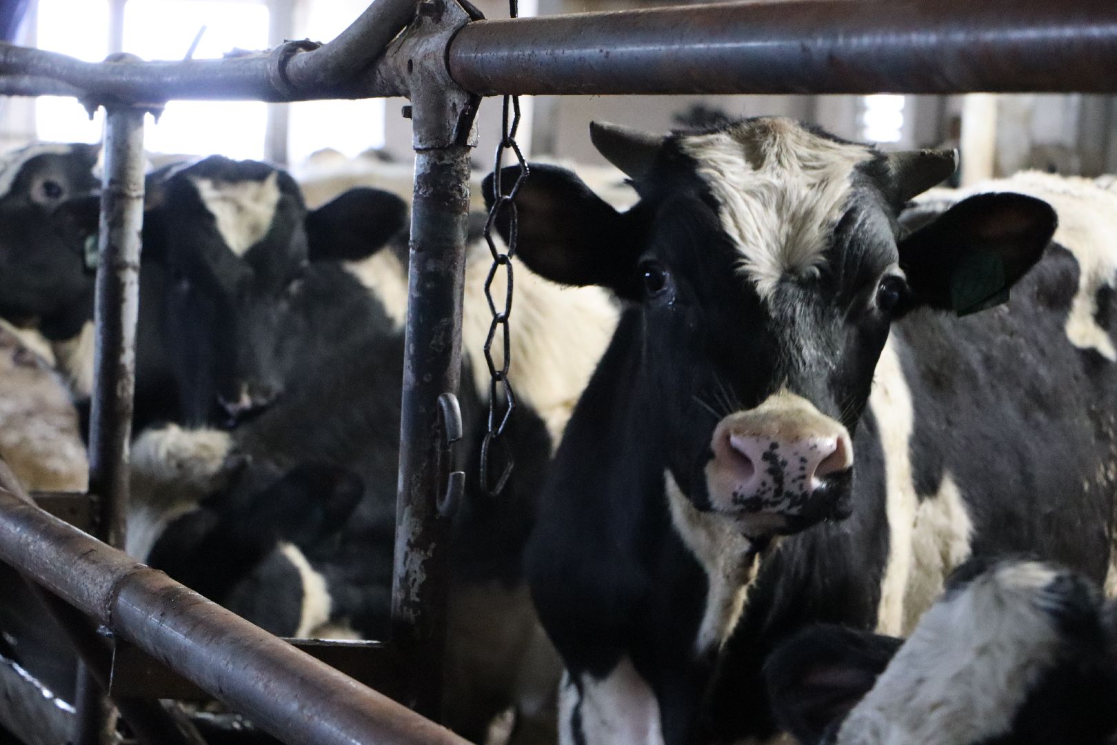 серебряные пруды