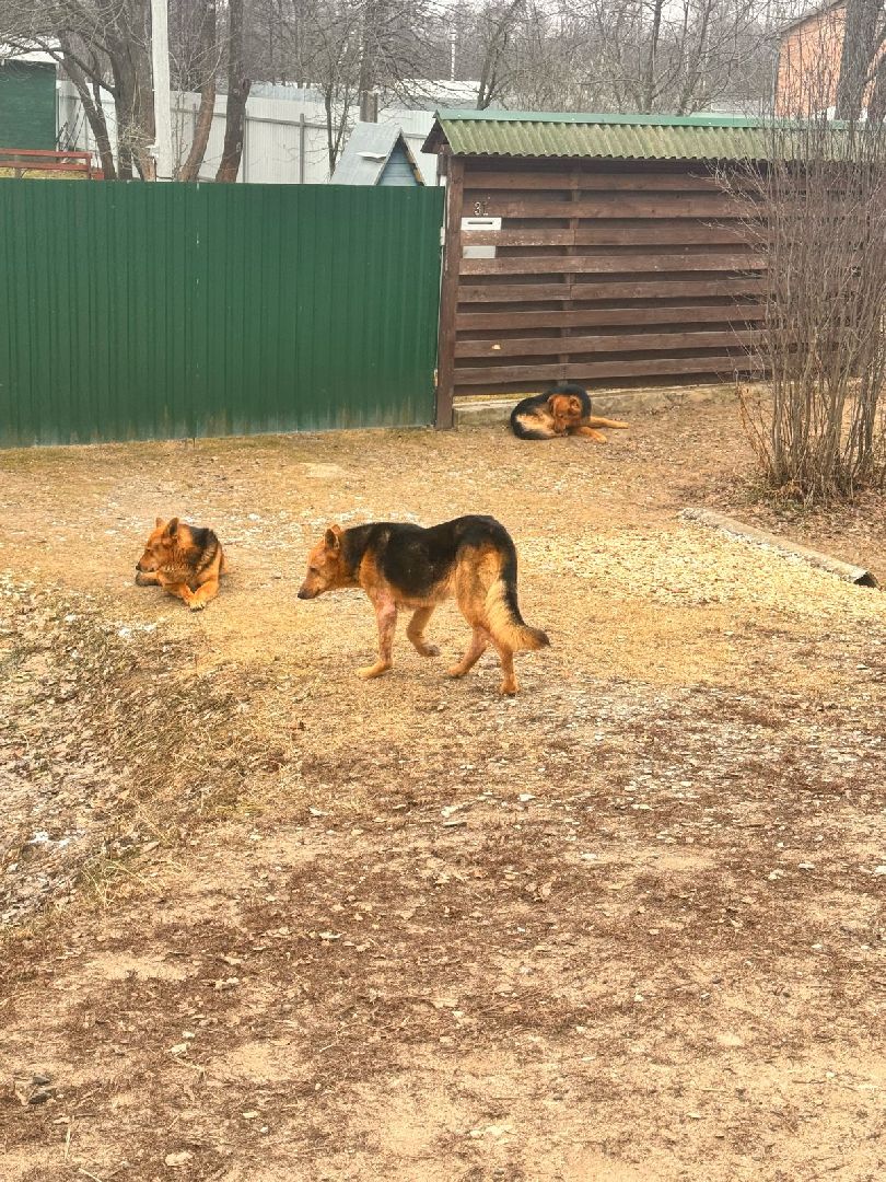 Власть