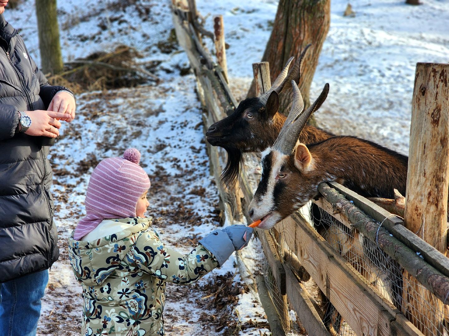зима в Подмосковье