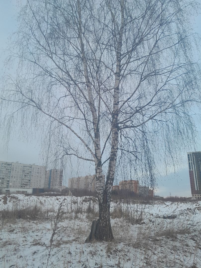 весна
