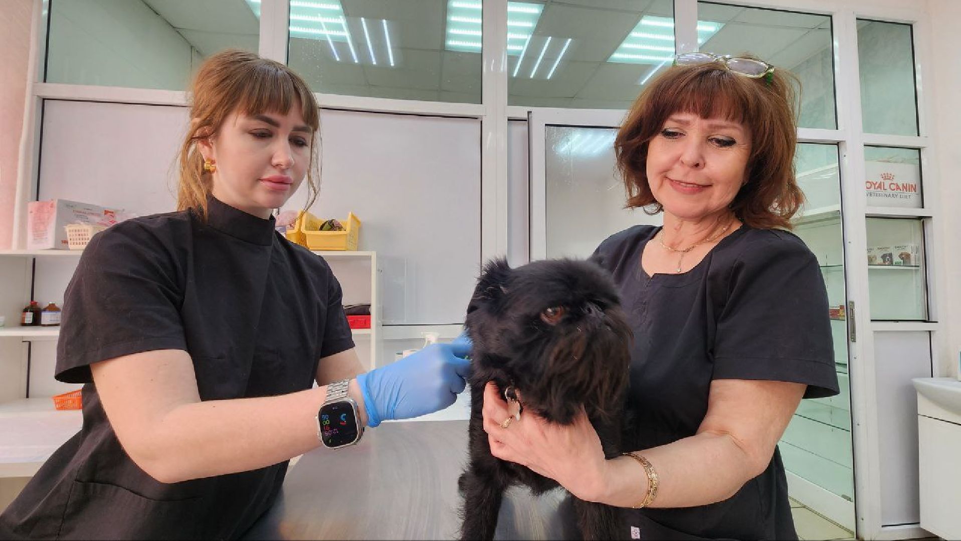 чипирование собак