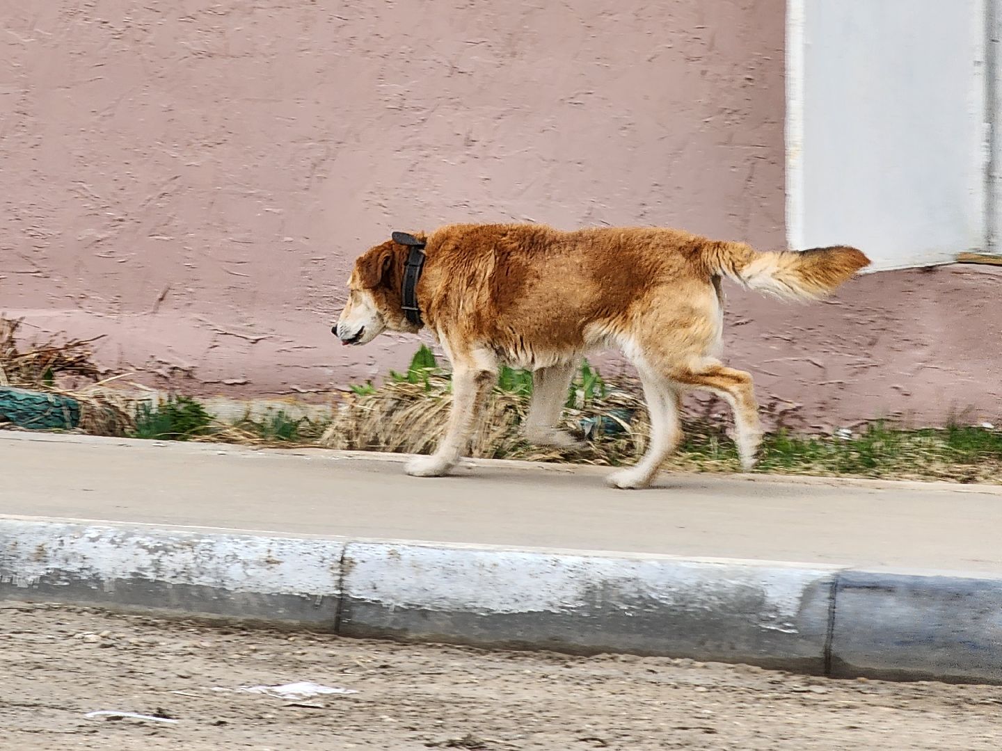 Клещи