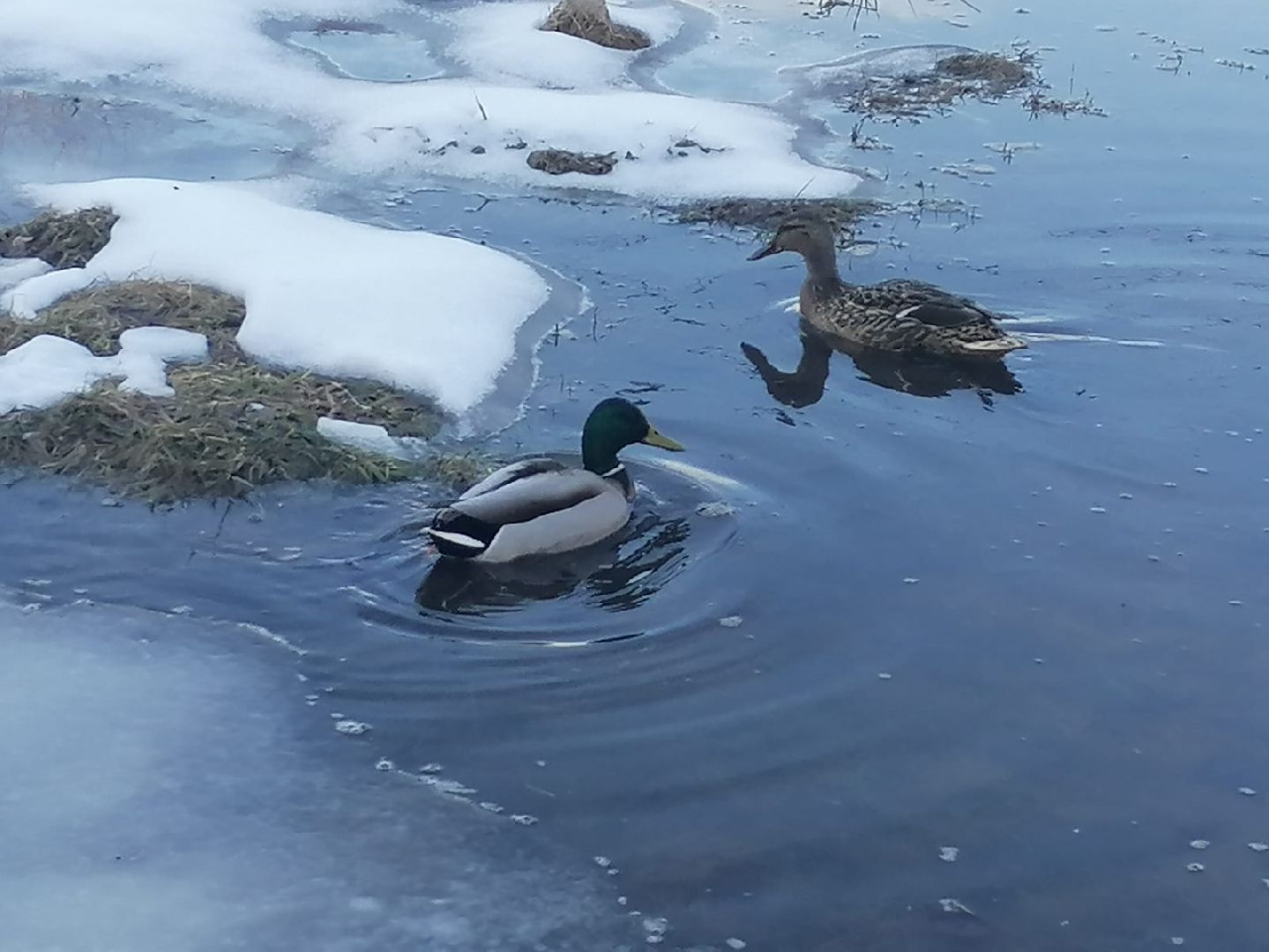 городской округ восход