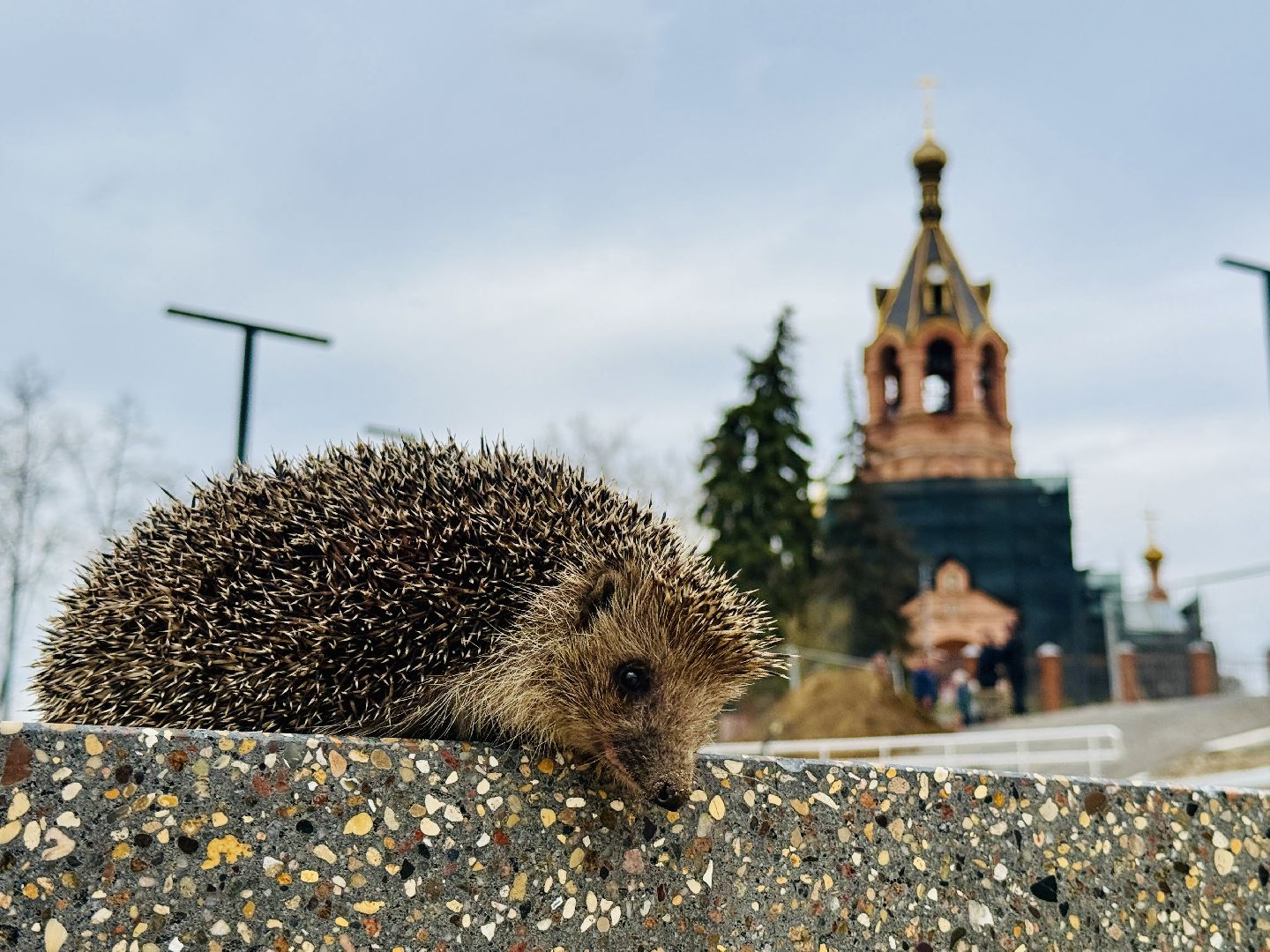 Спас