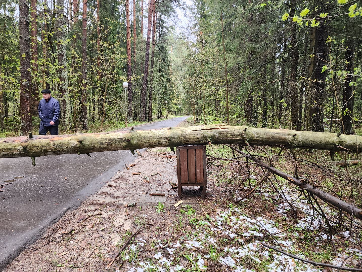Черноголовка