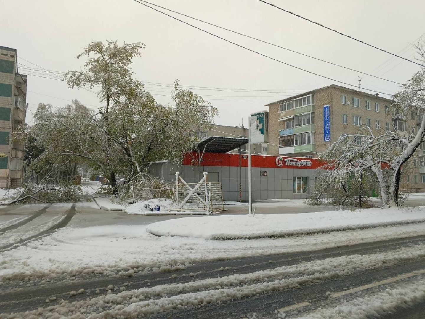 деревья