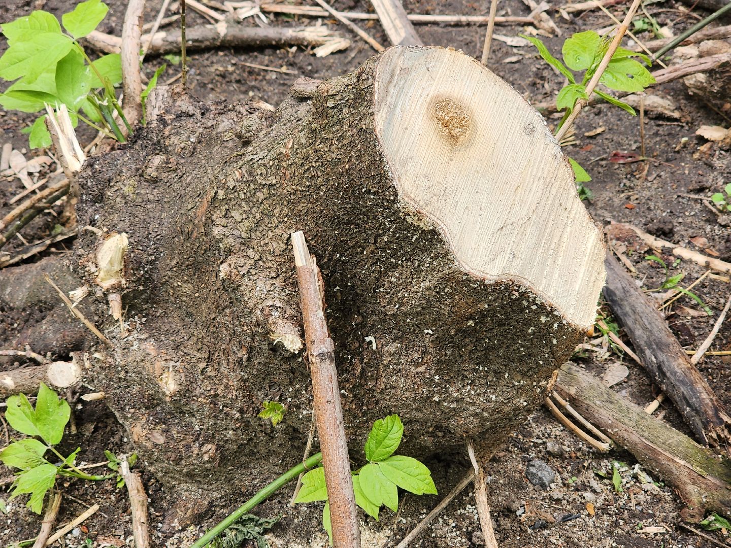 Королев
