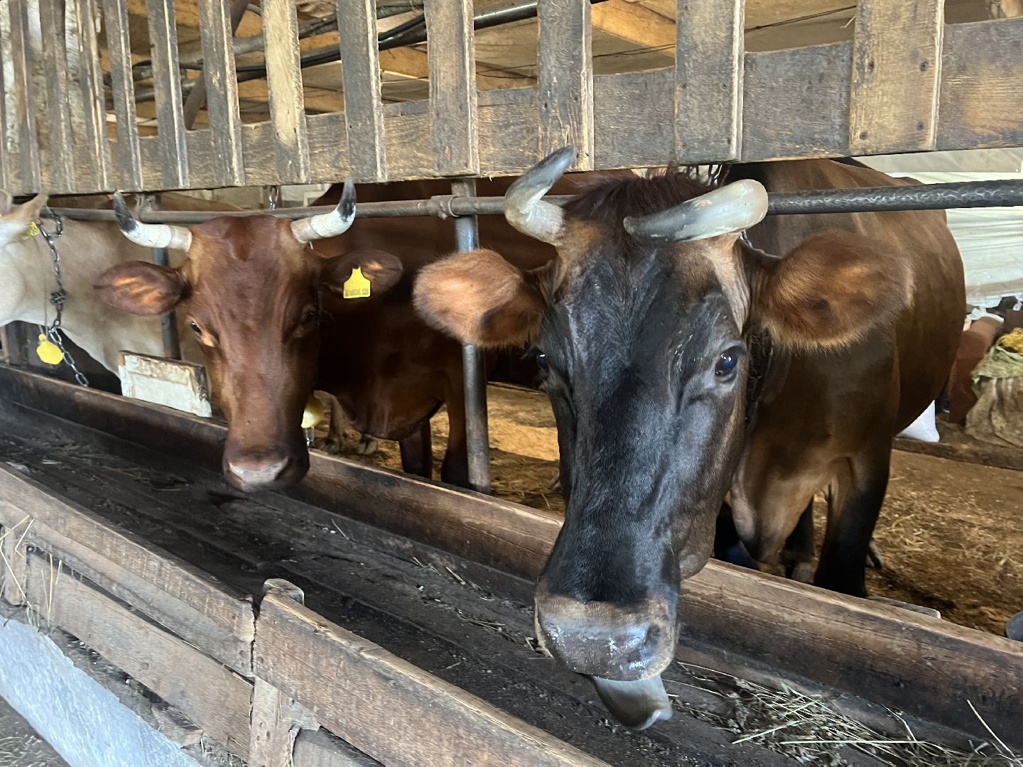 талдомский городской округ