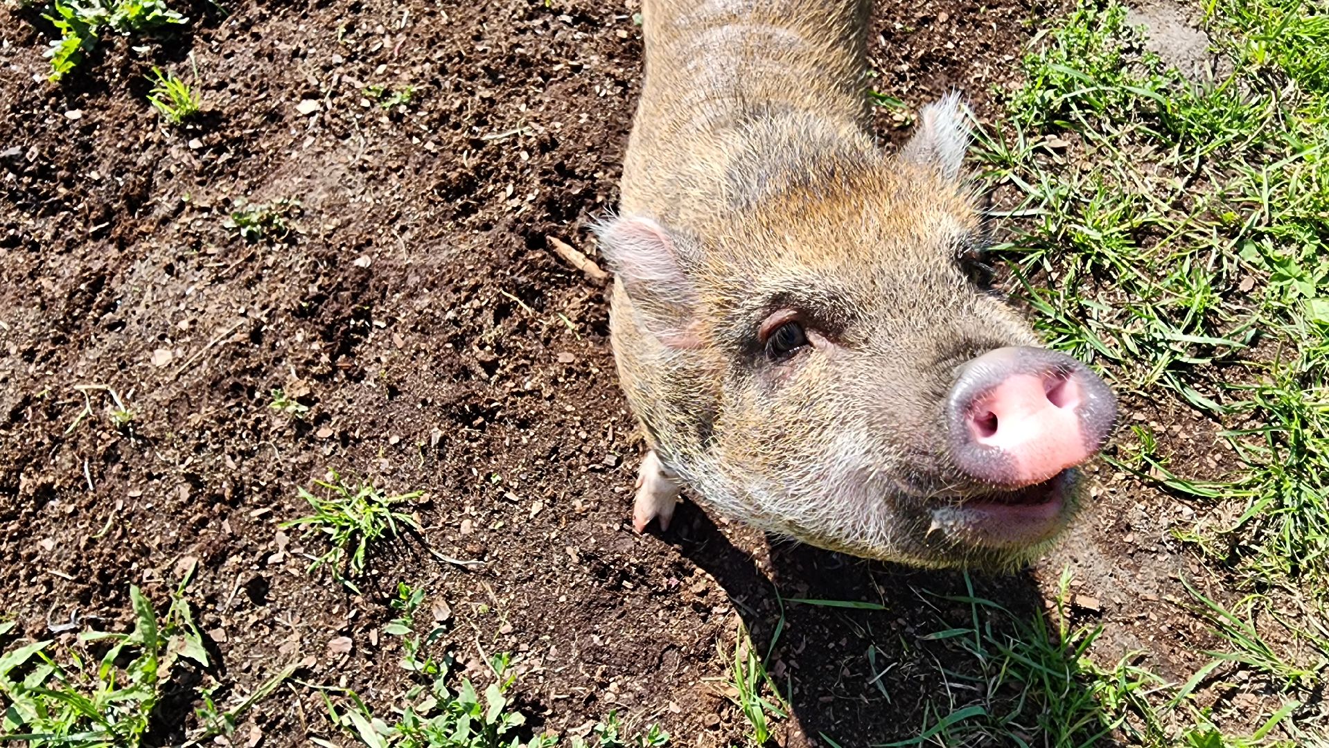 солнечногорск