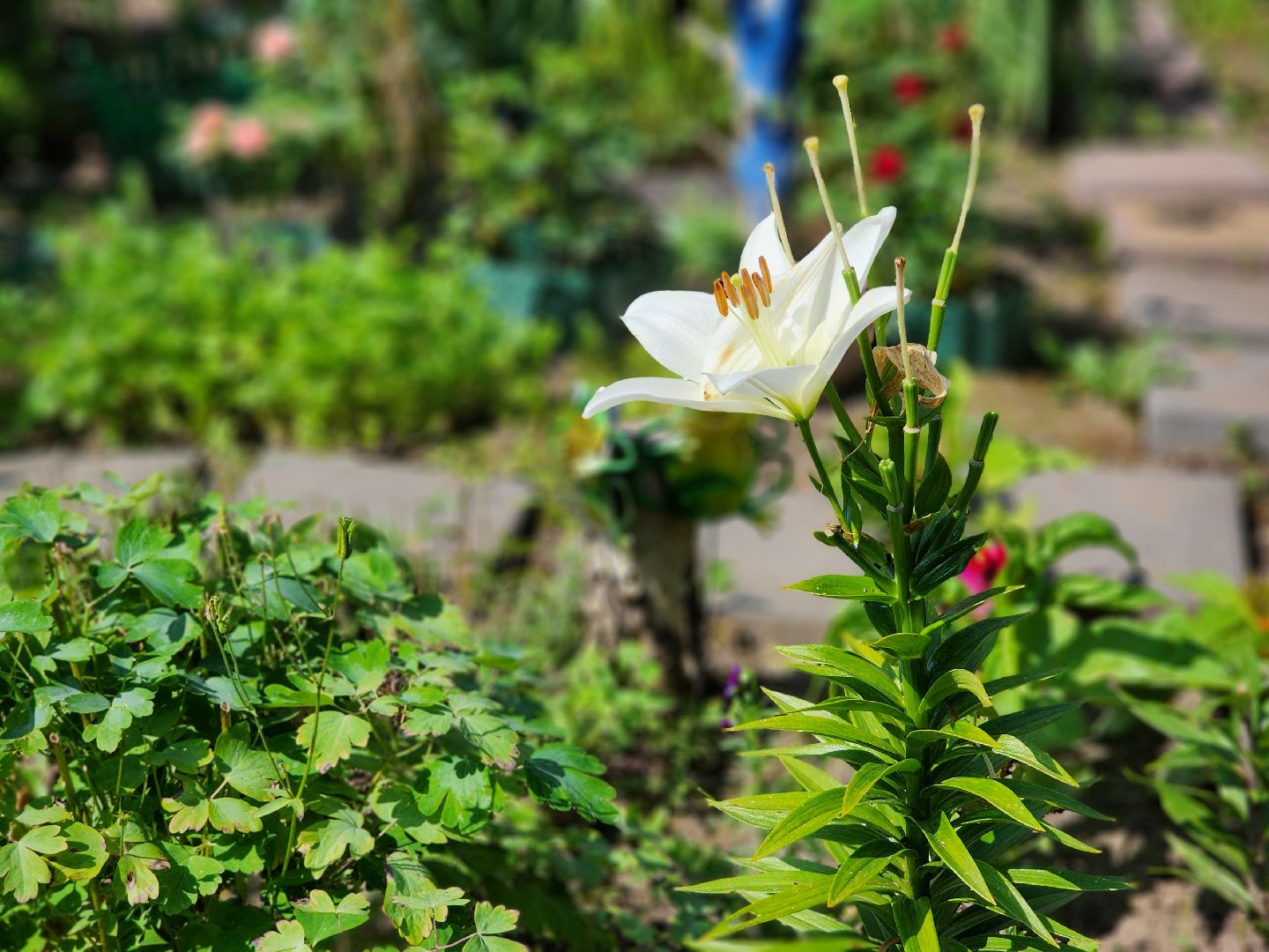 богородский городской округ