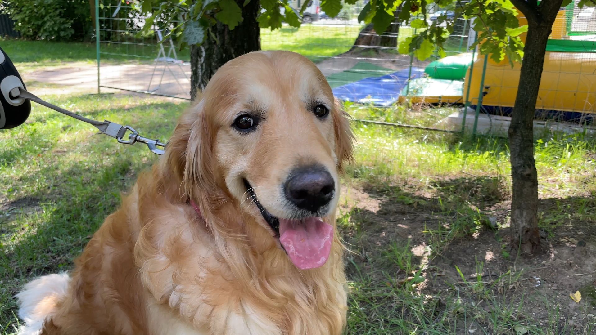 вакцинация животных от бешенства