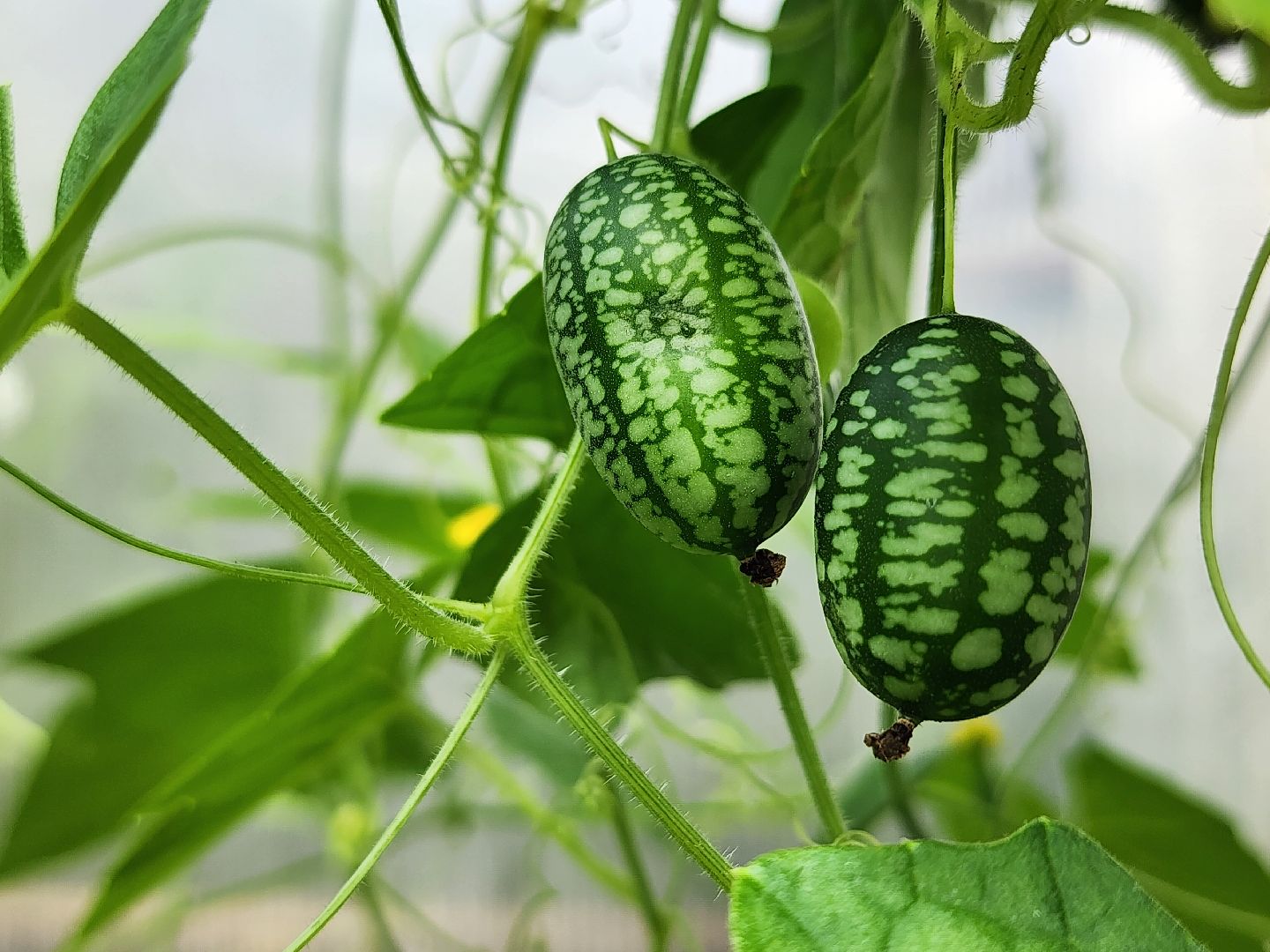 старая купавна