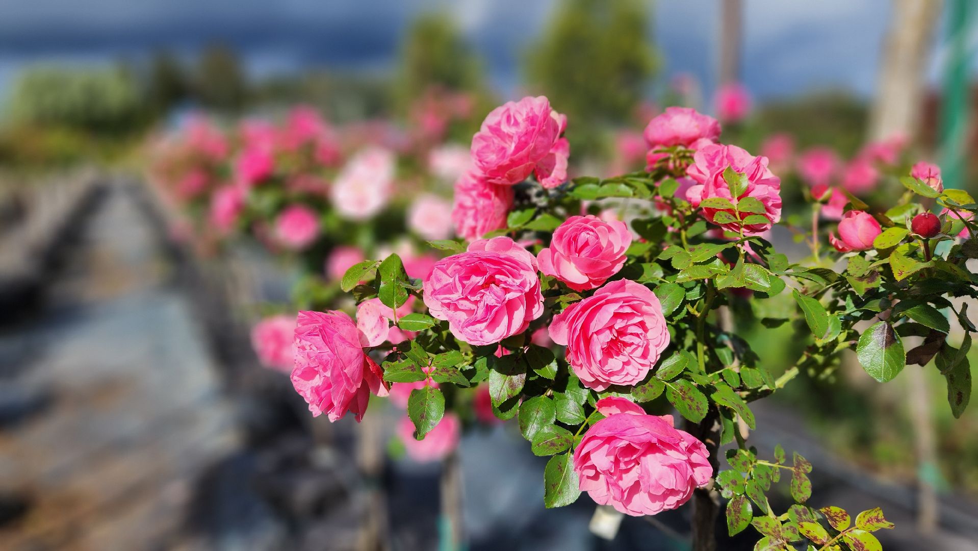 солнечногорск