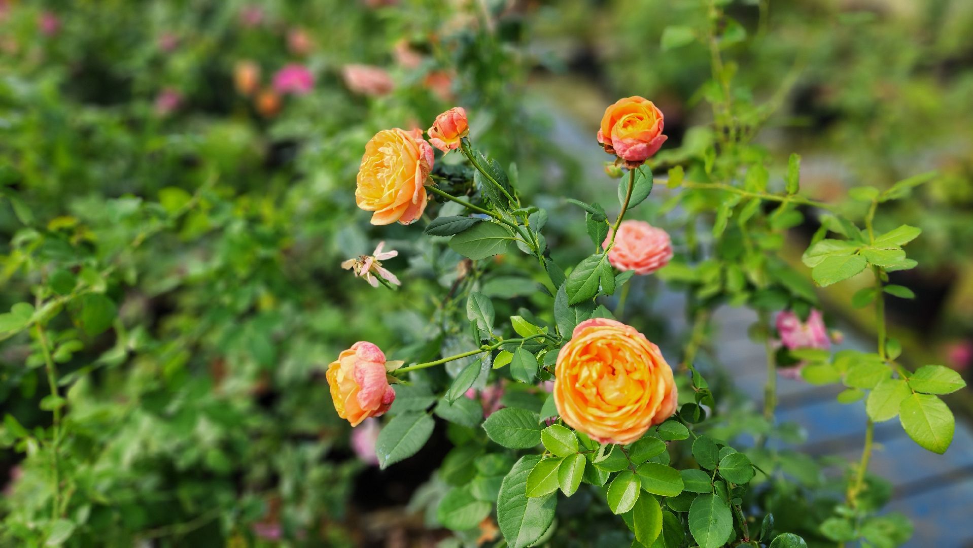 солнечногорск