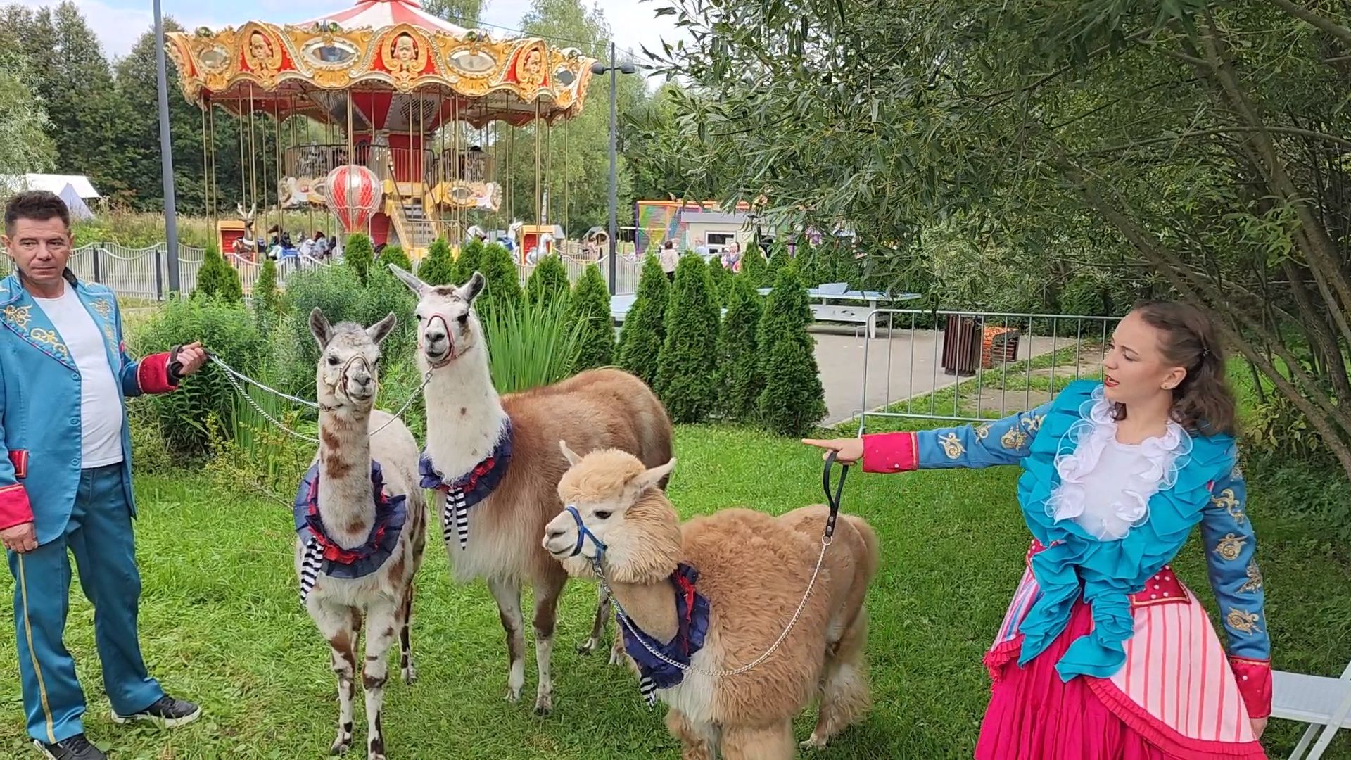альпаки