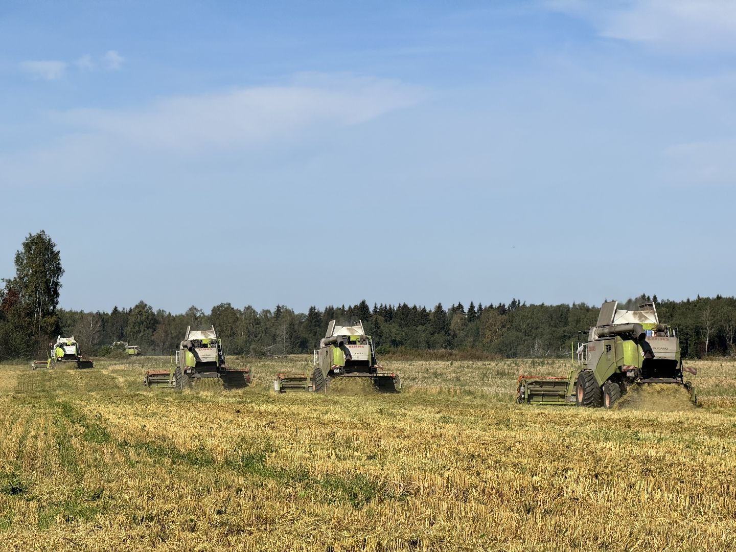 уборка пшеницы