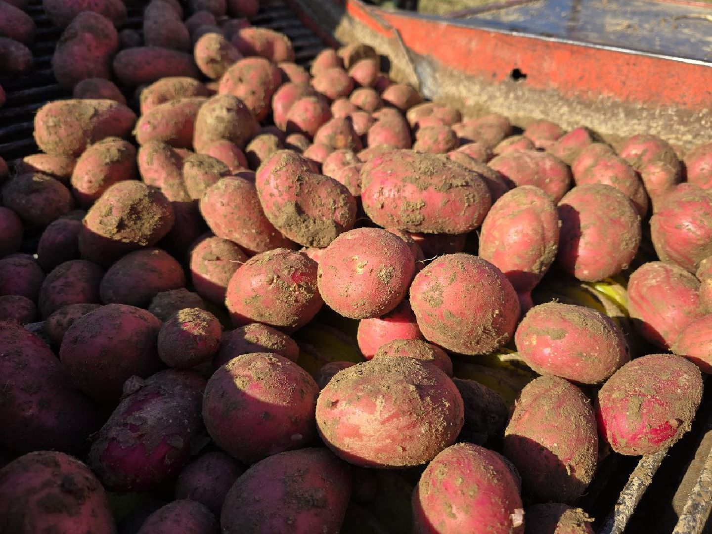 сбор урожая