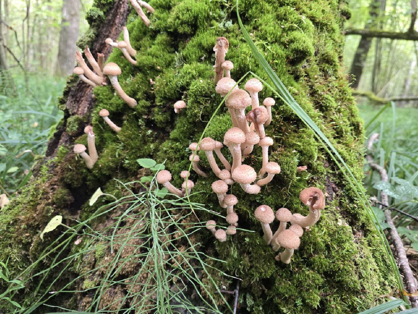 Подмосковье