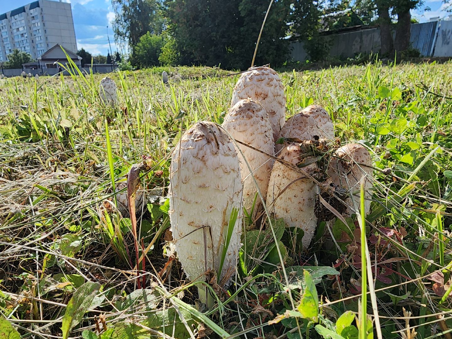 богородский городской округ