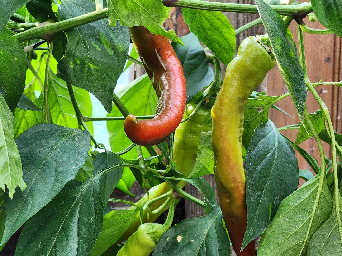 богородский городской округ