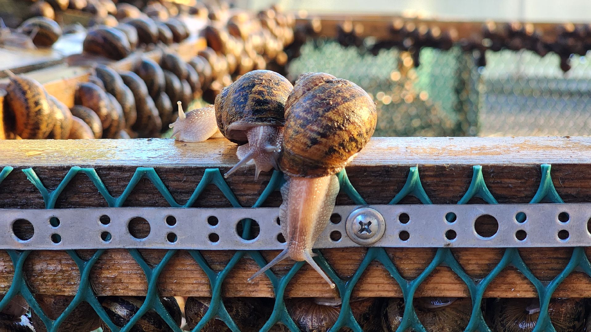 солнечногорск