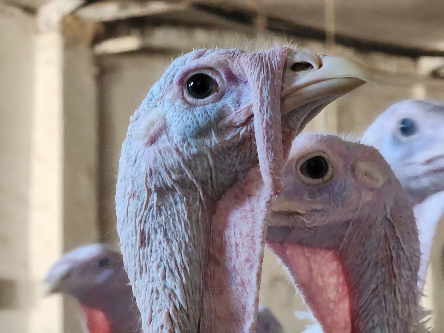 Подмосковье