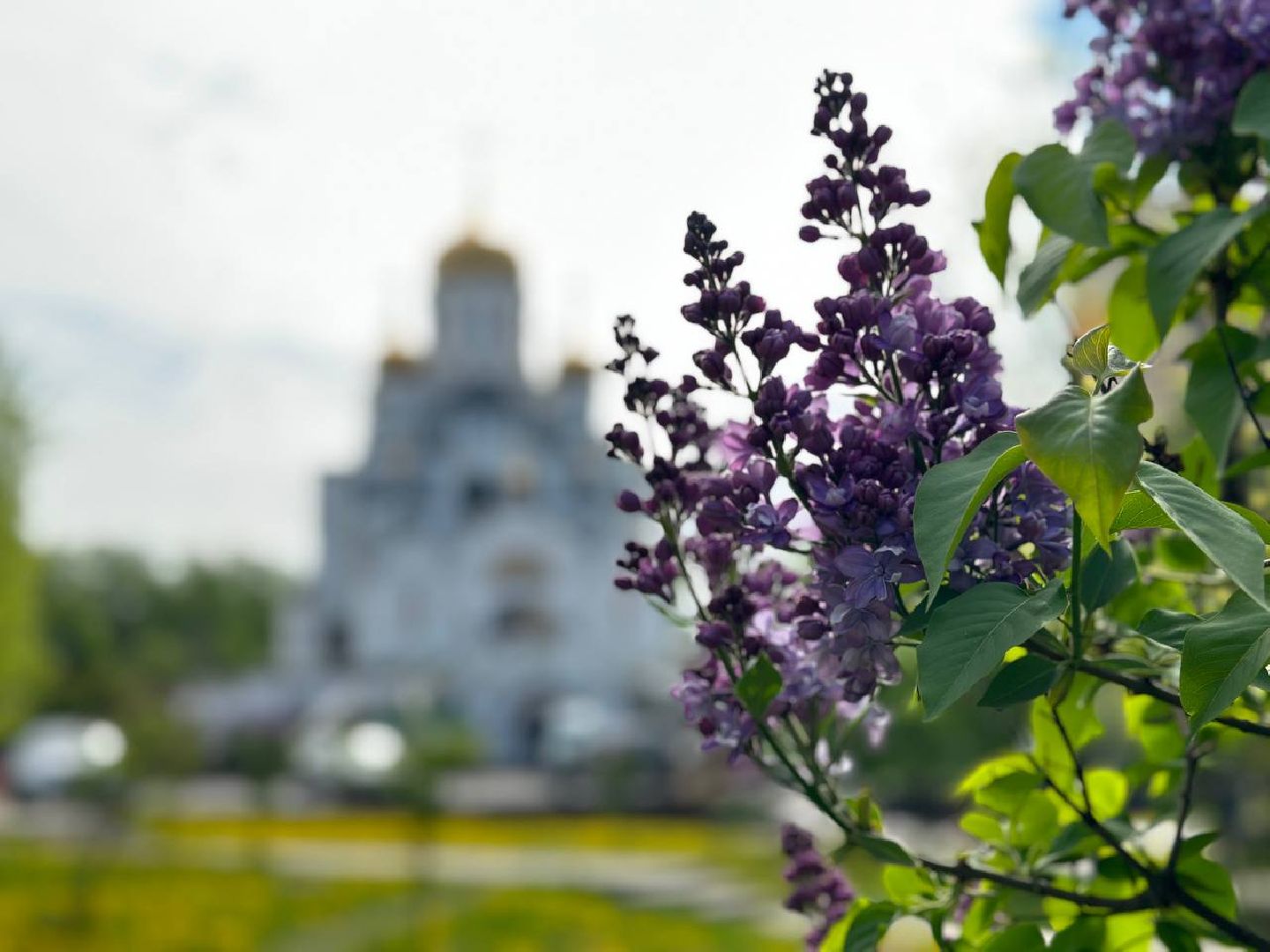 деревья в цвету